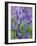 Bluebells-null-Framed Photographic Print