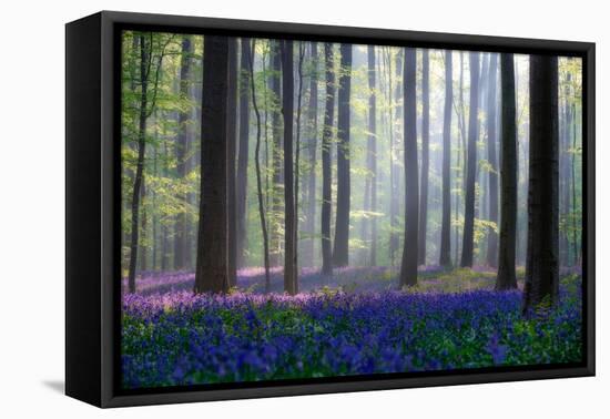 Bluebells-Adrian Popan-Framed Premier Image Canvas