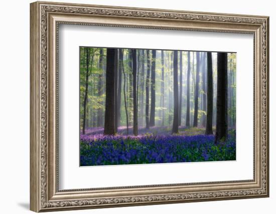 Bluebells-Adrian Popan-Framed Photographic Print