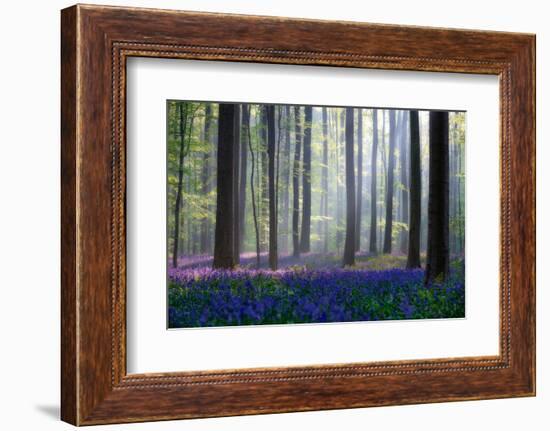 Bluebells-Adrian Popan-Framed Photographic Print