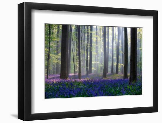 Bluebells-Adrian Popan-Framed Photographic Print