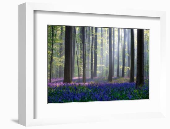 Bluebells-Adrian Popan-Framed Photographic Print