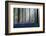 Bluebells-Adrian Popan-Framed Photographic Print