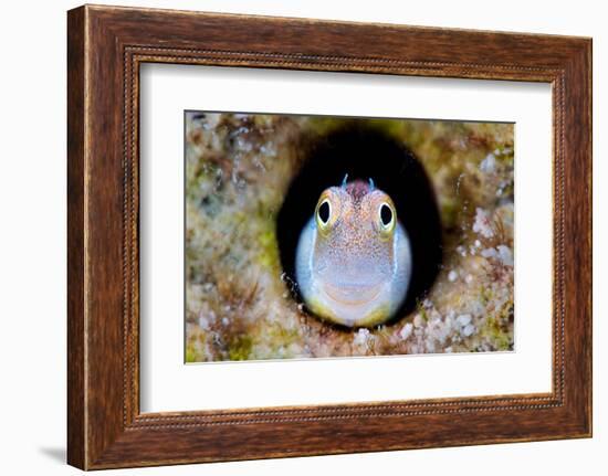 Bluebelly blenny looking out from hole in the reef, Egypt-Alex Mustard-Framed Photographic Print