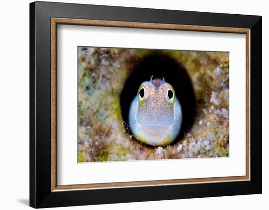 Bluebelly blenny looking out from hole in the reef, Egypt-Alex Mustard-Framed Photographic Print