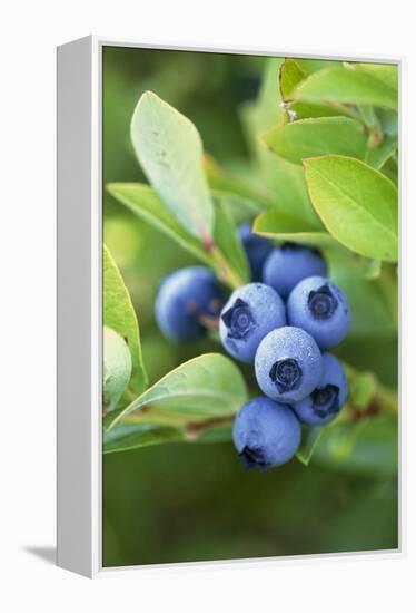 Blueberries Growing on a Shrub-Kaj Svensson-Framed Premier Image Canvas