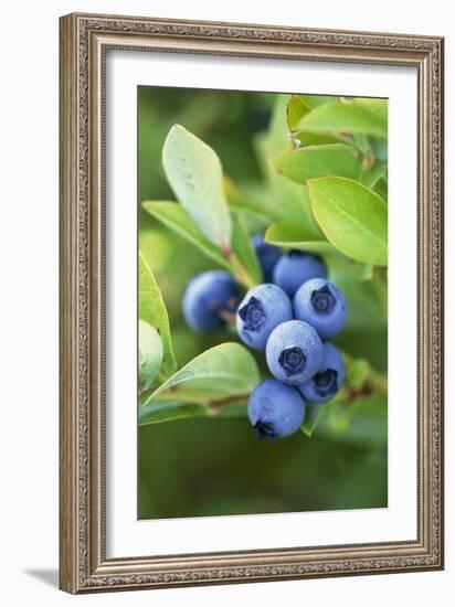 Blueberries Growing on a Shrub-Kaj Svensson-Framed Photographic Print