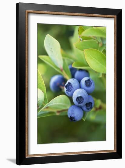 Blueberries Growing on a Shrub-Kaj Svensson-Framed Photographic Print