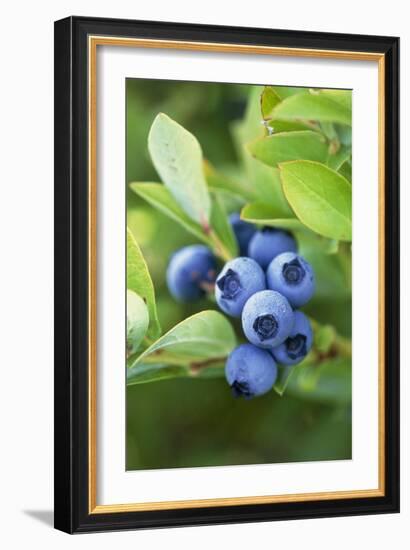 Blueberries Growing on a Shrub-Kaj Svensson-Framed Photographic Print