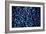 Blueberries II-Peter Morneau-Framed Art Print