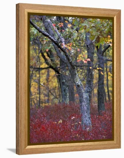 Blueberries in Oak-Hickory Forest in Litchfield Hills, Kent, Connecticut, USA-Jerry & Marcy Monkman-Framed Premier Image Canvas