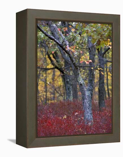 Blueberries in Oak-Hickory Forest in Litchfield Hills, Kent, Connecticut, USA-Jerry & Marcy Monkman-Framed Premier Image Canvas