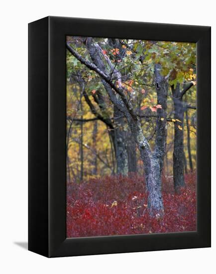 Blueberries in Oak-Hickory Forest in Litchfield Hills, Kent, Connecticut, USA-Jerry & Marcy Monkman-Framed Premier Image Canvas