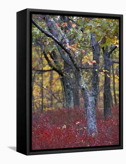 Blueberries in Oak-Hickory Forest in Litchfield Hills, Kent, Connecticut, USA-Jerry & Marcy Monkman-Framed Premier Image Canvas