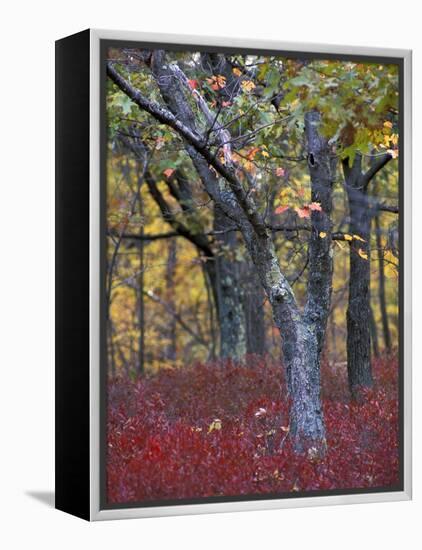 Blueberries in Oak-Hickory Forest in Litchfield Hills, Kent, Connecticut, USA-Jerry & Marcy Monkman-Framed Premier Image Canvas