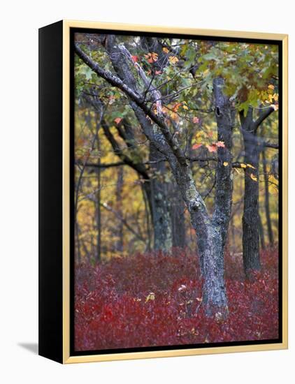 Blueberries in Oak-Hickory Forest in Litchfield Hills, Kent, Connecticut, USA-Jerry & Marcy Monkman-Framed Premier Image Canvas