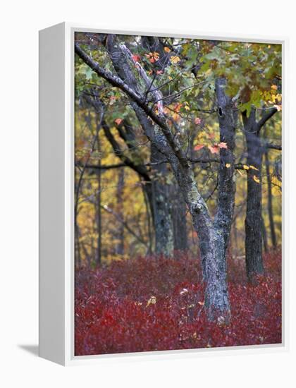 Blueberries in Oak-Hickory Forest in Litchfield Hills, Kent, Connecticut, USA-Jerry & Marcy Monkman-Framed Premier Image Canvas