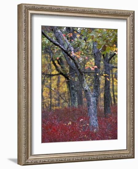 Blueberries in Oak-Hickory Forest in Litchfield Hills, Kent, Connecticut, USA-Jerry & Marcy Monkman-Framed Photographic Print