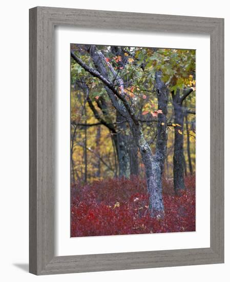 Blueberries in Oak-Hickory Forest in Litchfield Hills, Kent, Connecticut, USA-Jerry & Marcy Monkman-Framed Photographic Print