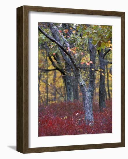 Blueberries in Oak-Hickory Forest in Litchfield Hills, Kent, Connecticut, USA-Jerry & Marcy Monkman-Framed Photographic Print