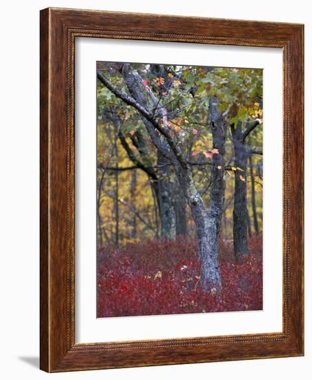 Blueberries in Oak-Hickory Forest in Litchfield Hills, Kent, Connecticut, USA-Jerry & Marcy Monkman-Framed Photographic Print