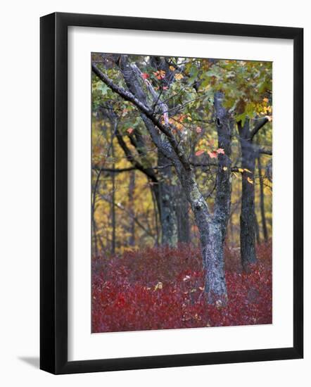 Blueberries in Oak-Hickory Forest in Litchfield Hills, Kent, Connecticut, USA-Jerry & Marcy Monkman-Framed Photographic Print