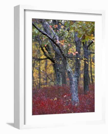 Blueberries in Oak-Hickory Forest in Litchfield Hills, Kent, Connecticut, USA-Jerry & Marcy Monkman-Framed Photographic Print