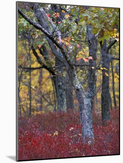 Blueberries in Oak-Hickory Forest in Litchfield Hills, Kent, Connecticut, USA-Jerry & Marcy Monkman-Mounted Photographic Print