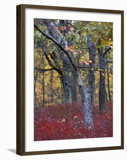 Blueberries in Oak-Hickory Forest in Litchfield Hills, Kent, Connecticut, USA-Jerry & Marcy Monkman-Framed Photographic Print