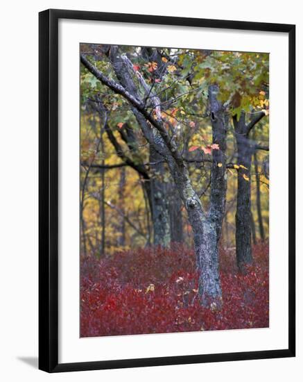 Blueberries in Oak-Hickory Forest in Litchfield Hills, Kent, Connecticut, USA-Jerry & Marcy Monkman-Framed Photographic Print