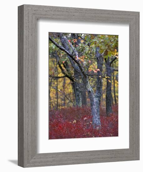 Blueberries in Oak-Hickory Forest in Litchfield Hills, Kent, Connecticut, USA-Jerry & Marcy Monkman-Framed Photographic Print