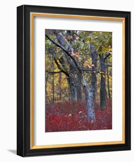 Blueberries in Oak-Hickory Forest in Litchfield Hills, Kent, Connecticut, USA-Jerry & Marcy Monkman-Framed Photographic Print