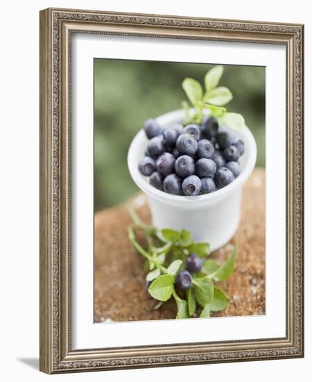 Blueberries in Plastic Tub-null-Framed Photographic Print