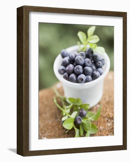 Blueberries in Plastic Tub-null-Framed Photographic Print