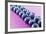 Blueberries in Rows (Close-Up)-Kröger and Gross-Framed Photographic Print