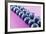 Blueberries in Rows (Close-Up)-Kröger and Gross-Framed Photographic Print