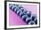 Blueberries in Rows (Close-Up)-Kröger and Gross-Framed Photographic Print