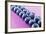 Blueberries in Rows (Close-Up)-Kröger and Gross-Framed Photographic Print