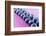 Blueberries in Rows (Close-Up)-Kröger and Gross-Framed Photographic Print