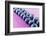 Blueberries in Rows (Close-Up)-Kröger and Gross-Framed Photographic Print