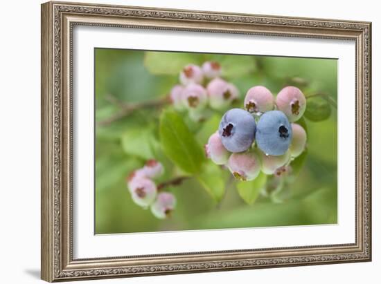 Blueberries (Vaccinium Sp.)-Lawrence Lawry-Framed Photographic Print