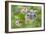 Blueberries (Vaccinium Sp.)-Lawrence Lawry-Framed Photographic Print