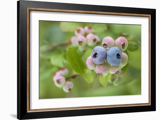 Blueberries (Vaccinium Sp.)-Lawrence Lawry-Framed Photographic Print