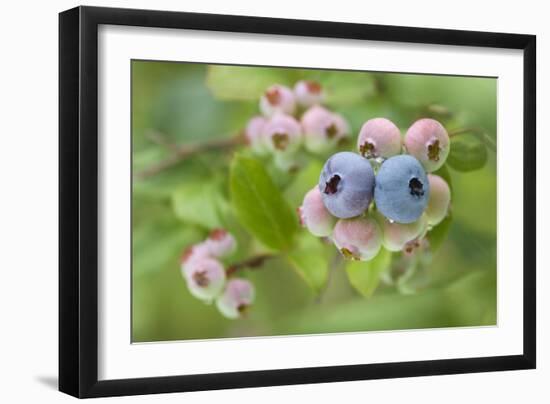 Blueberries (Vaccinium Sp.)-Lawrence Lawry-Framed Photographic Print