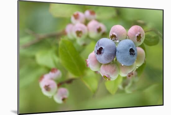 Blueberries (Vaccinium Sp.)-Lawrence Lawry-Mounted Photographic Print