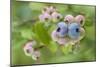 Blueberries (Vaccinium Sp.)-Lawrence Lawry-Mounted Photographic Print