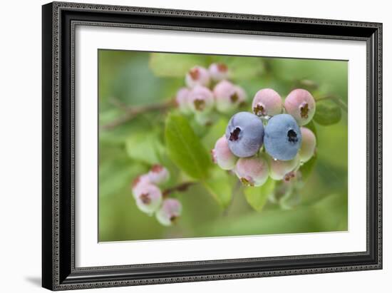 Blueberries (Vaccinium Sp.)-Lawrence Lawry-Framed Photographic Print