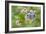 Blueberries (Vaccinium Sp.)-Lawrence Lawry-Framed Photographic Print