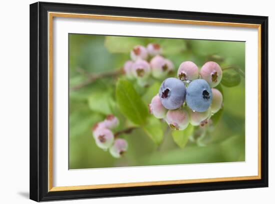 Blueberries (Vaccinium Sp.)-Lawrence Lawry-Framed Photographic Print