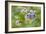 Blueberries (Vaccinium Sp.)-Lawrence Lawry-Framed Photographic Print